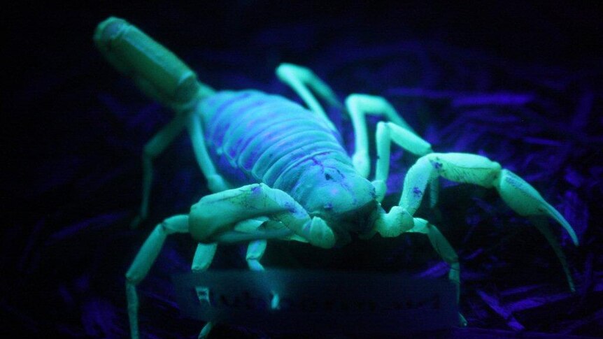 A scorpion glows green against a dark background.