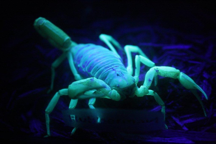 A scorpion glows green against a dark background.