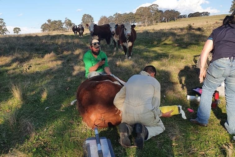 A cow being operated on by a vet in a field
