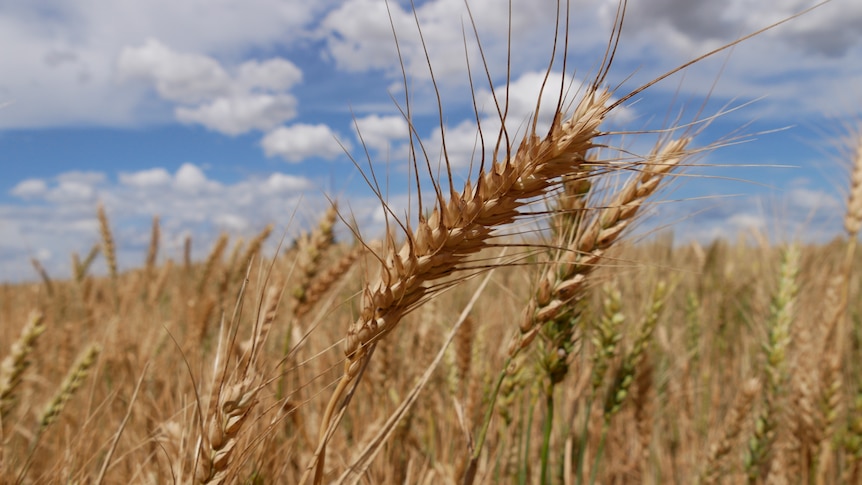 A close up of a wheat crop with blue skies and clouds in the background.