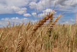 A close up of a wheat crop with blue skies and clouds in the background.