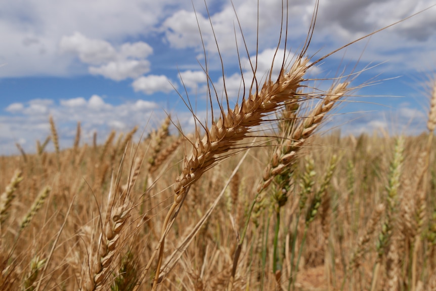 A close up of a wheat crop with blue skies and clouds in the background.