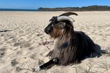 Goat with horns, long hair, laying on the sand on a beach, on a sunny day, blue sky, sea in the distance, hills with greenery.