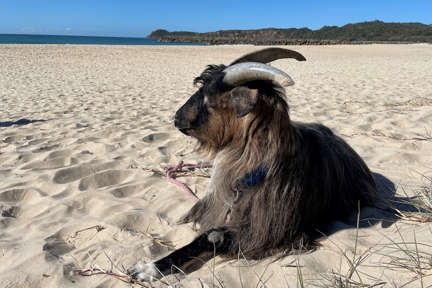 A goat with horns and long hair, laying on the sand on a beach, on a sunny day.