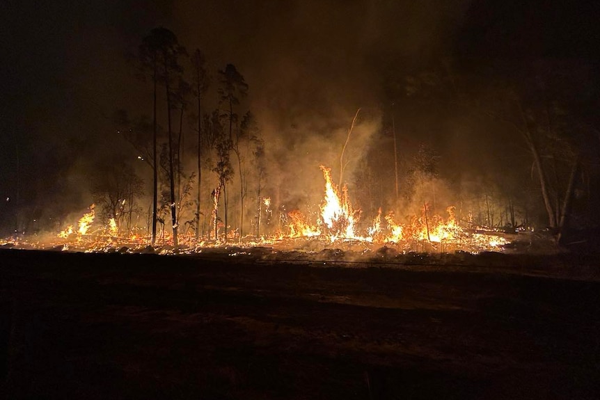 Flames engulf trees and bushland