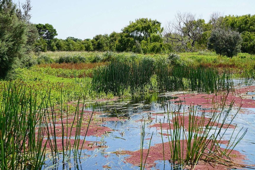 Creek and wetlands with green reeds