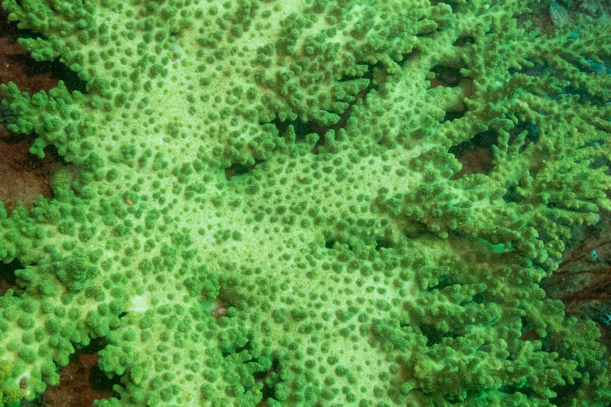 A very close up shot of a green hard coral with lots of polyps