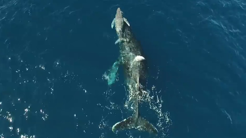 Adult humpback whale and newborn calf.