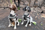 Two medium sized dogs sit on the ground wearing harnesses.