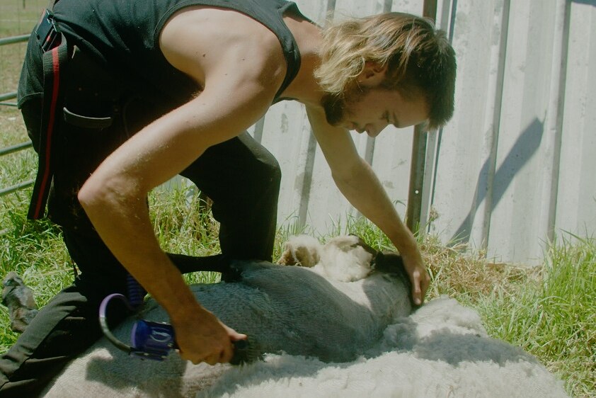A man in the middle of shearing a ram.