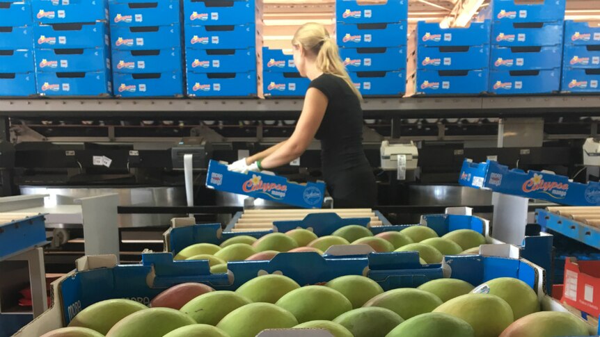 A backpacker packs mangoes into trays at Calypso Mango in Darwin in January 2019.