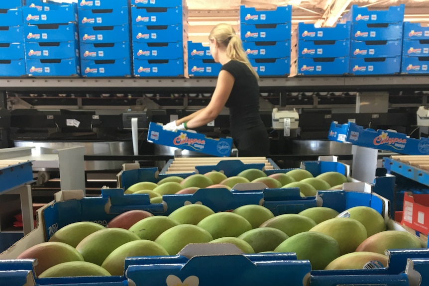 A backpacker packs mangoes into trays at Calypso Mango in Darwin in January 2019.