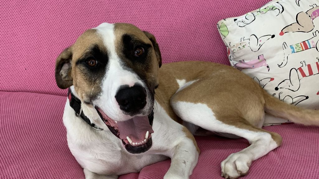 A tan and white dog sits on a pink couch next to a cushion.