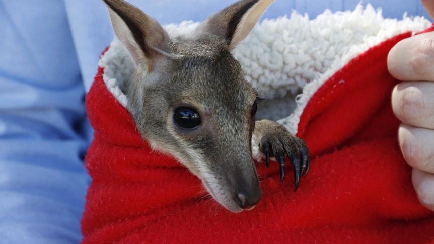 A baby wallaby, or joey, in a red human-made sack that resembles a pouch