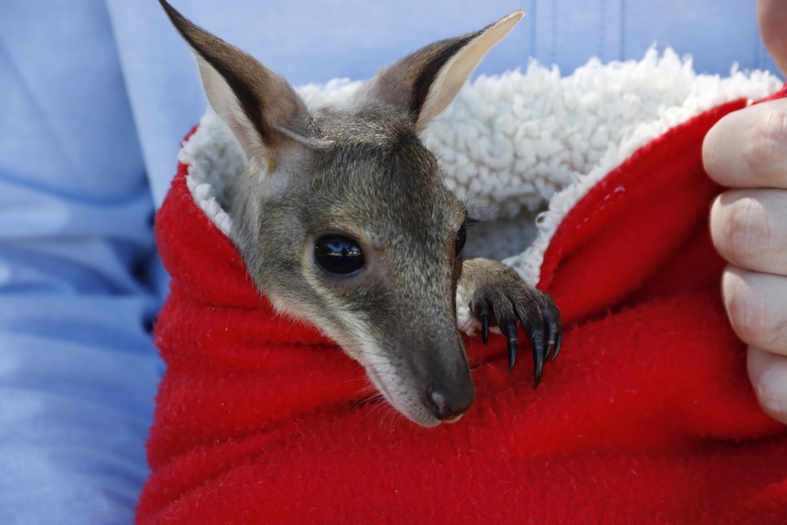 A baby wallaby, or joey, in a red human-made sack that resembles a pouch