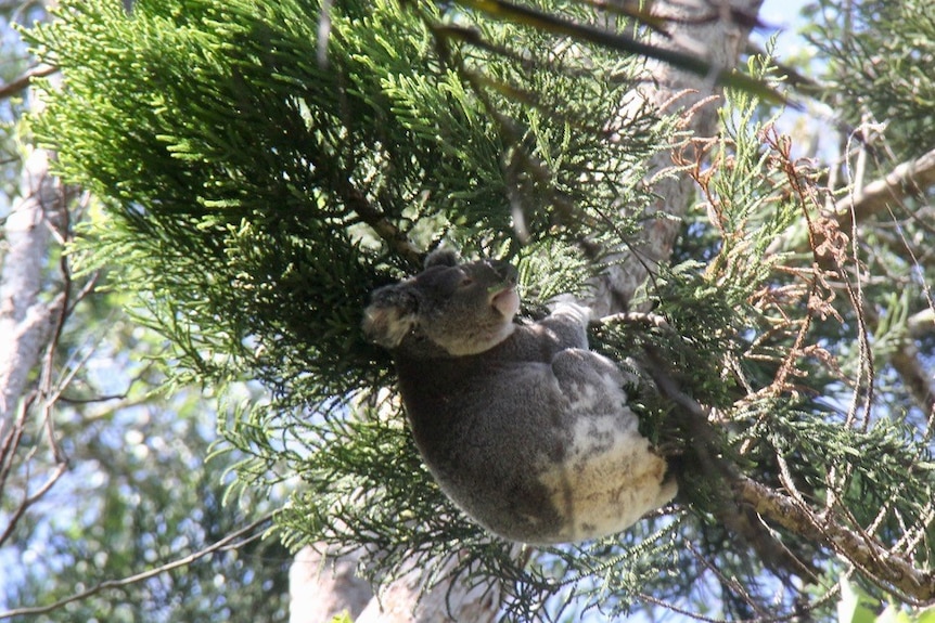 Female koala clinging upside down on a hoop pine brance
