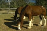 Clydesdales Queensland says up to 60 per cent of owners of large horses are expected to boycott Brisbane's Ekka.