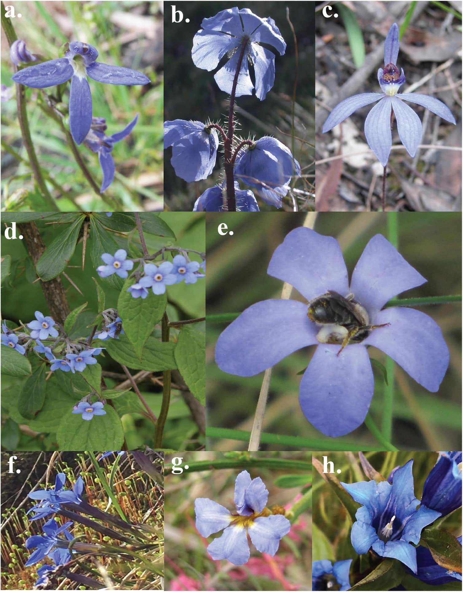 A composite of various kinds of blue flowers