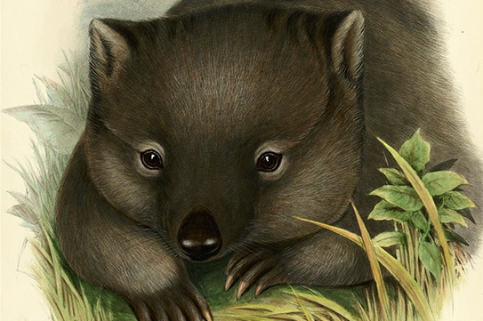 Gould's wombat