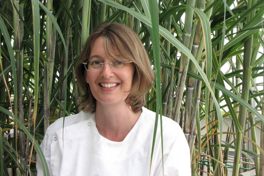Scientist Karen Aitken stands smiling in a white shirt in front of a tall sugarcane plant