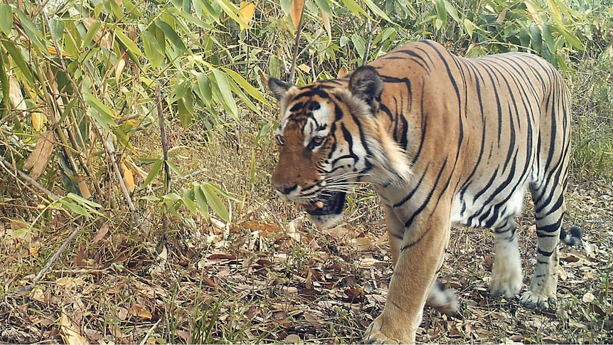 A tiger walks through myanmar foliage
