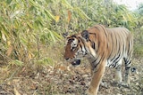A tiger walks through myanmar foliage