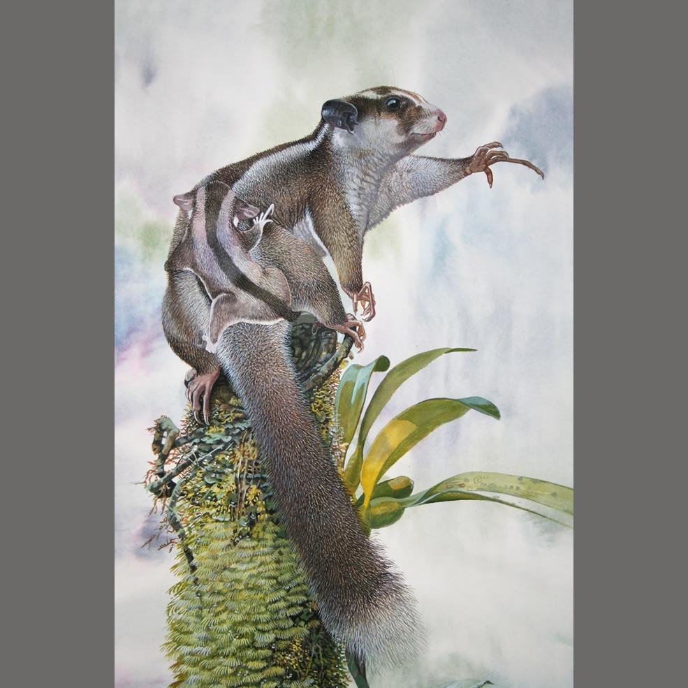 Two marsupials thought to be extinct found in Indonesian Papua