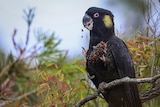 A large black cockatoo with a yellow patch on its head, feeding in a banksia tree.