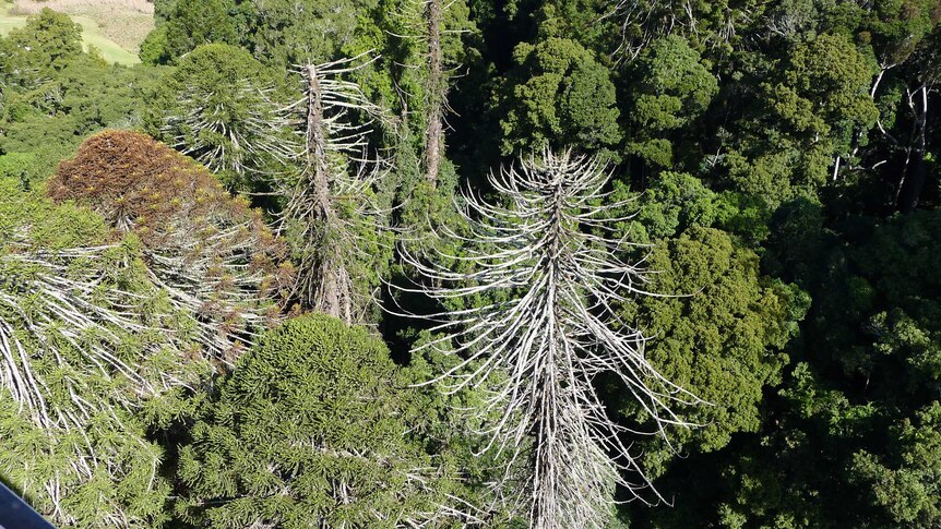 Aerial photo of a bunya with its leaves turning brown and a dying bunya that has lost its leaves
