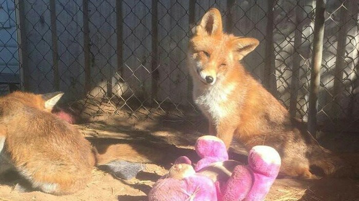 Two of Donna Pearson's pet foxes which were seized and later euthanased by Agriculture Victoria