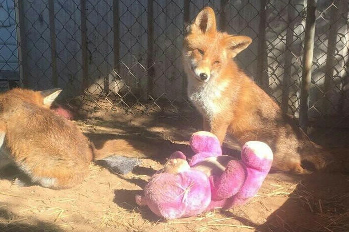 Two of Donna Pearson's pet foxes which were seized and later euthanased by Agriculture Victoria