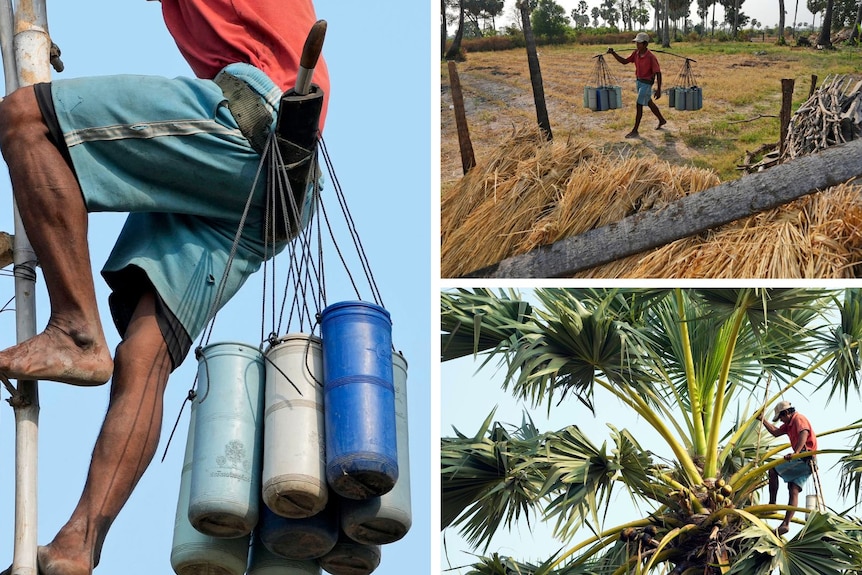 Three images of a man harvesting sap from palm trees.
