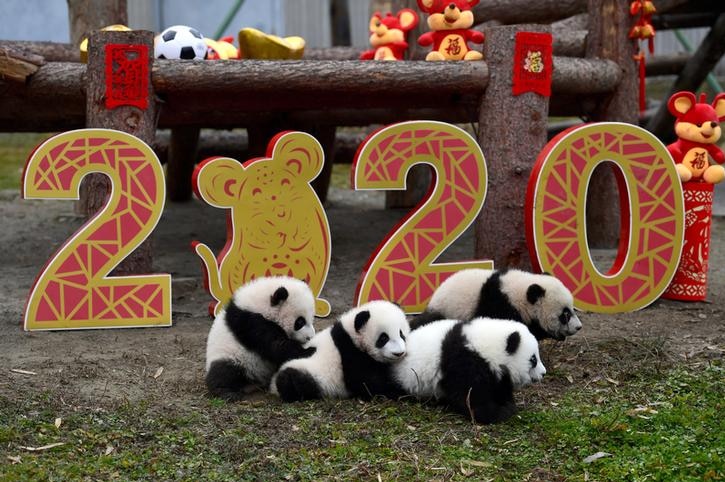 A group of baby pandas next to a sign reading '2020'