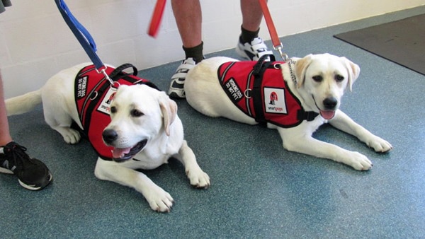Two dogs lay on the ground with assistance jackets on and leads attached.