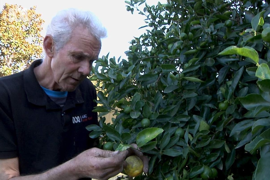Brent Whiter treating a citrus tree for sooty mould