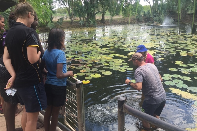 A splash in the pond as a tourist feeds a barramundi in the pond at Territory Manor, as a small crowd watches on.