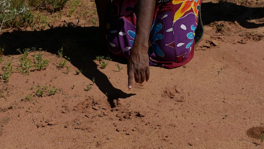 An Aboriginal lady's arm points to the ground where there has been an animal walk. She is kneeling beside the tracks.