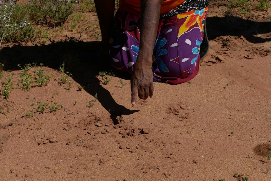An Aboriginal lady's arm points to the ground where there has been an animal walk. She is kneeling beside the tracks.