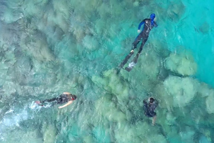 Bird's eye view of three people snorkeling on a reef