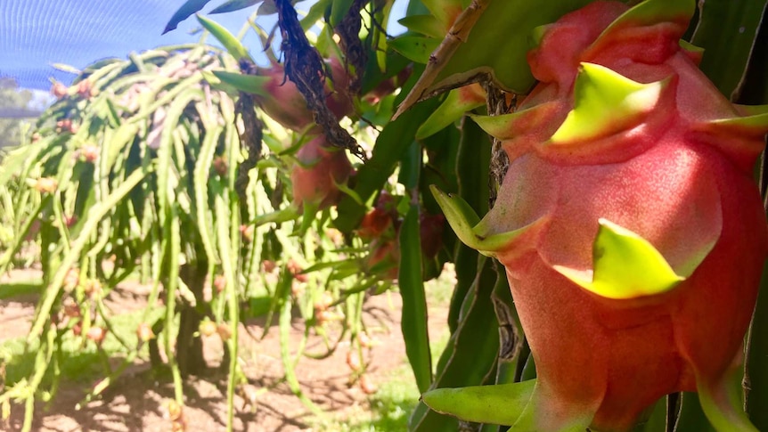 Dragon fruit