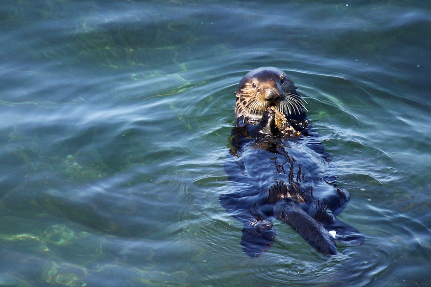 An otter floating in the sea.