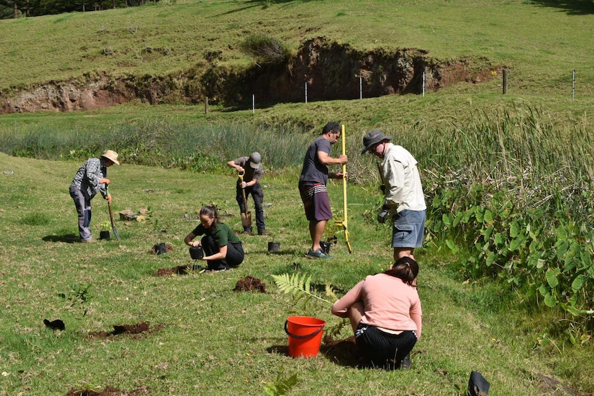Six people do manual work on the ground: digging holes and planting trees.