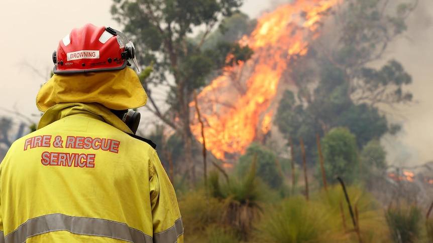 A firefighter in a yellow jacket and red helmet stands with back to camera among scrub, looking at burning tree