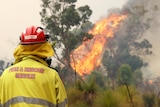 A firefighter in a yellow jacket and red helmet stands with back to camera among scrub, looking at burning tree