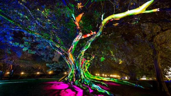 A huge fig tree lit up in coloured lights.