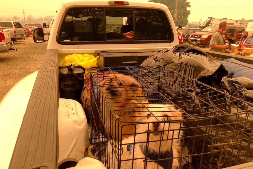 A car loaded with two dogs and other precious belongings arrives at an evacuation centre carpark.