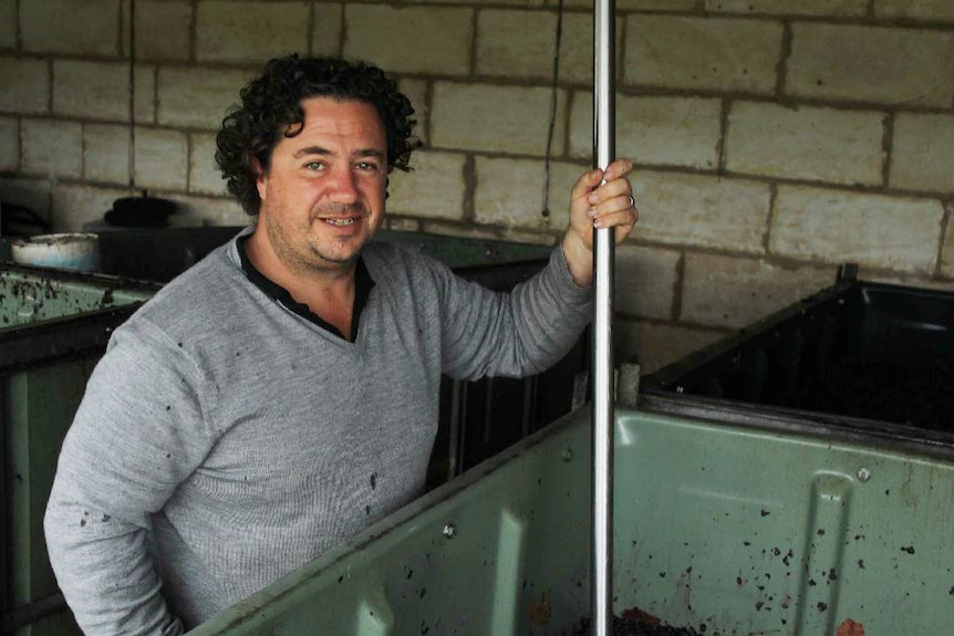Luke Trotter using squashing wine grapes with his metal device pole