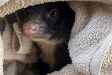 A close up of possum in wrapped in a towel.