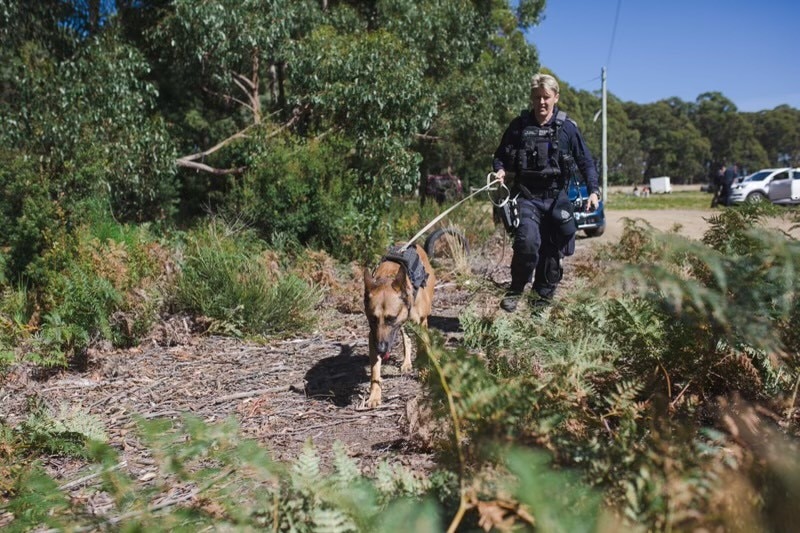 A policewoman is guided by her sniffer dog through the woords. 