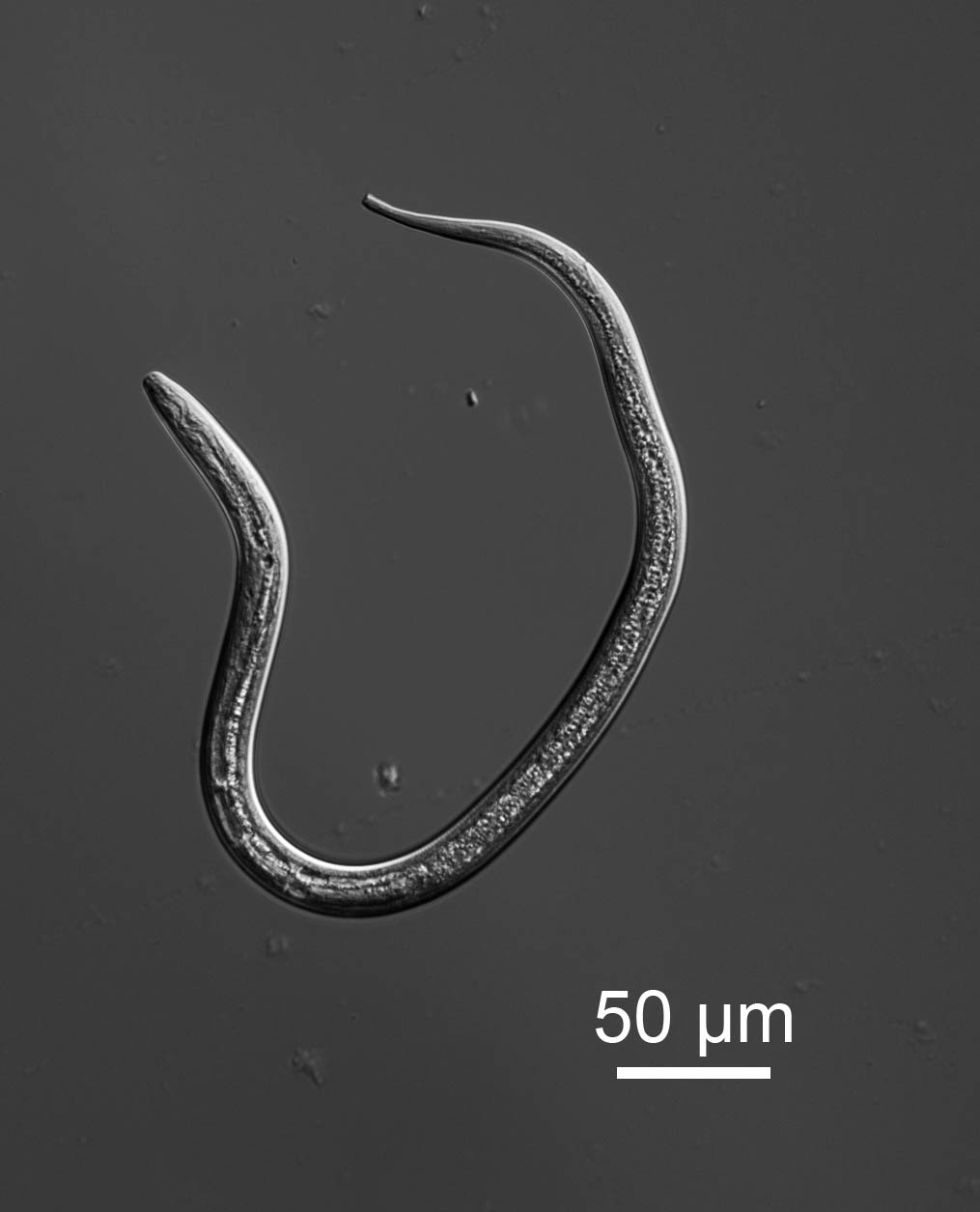 Smelly feet attractive for nematodes episode artwork